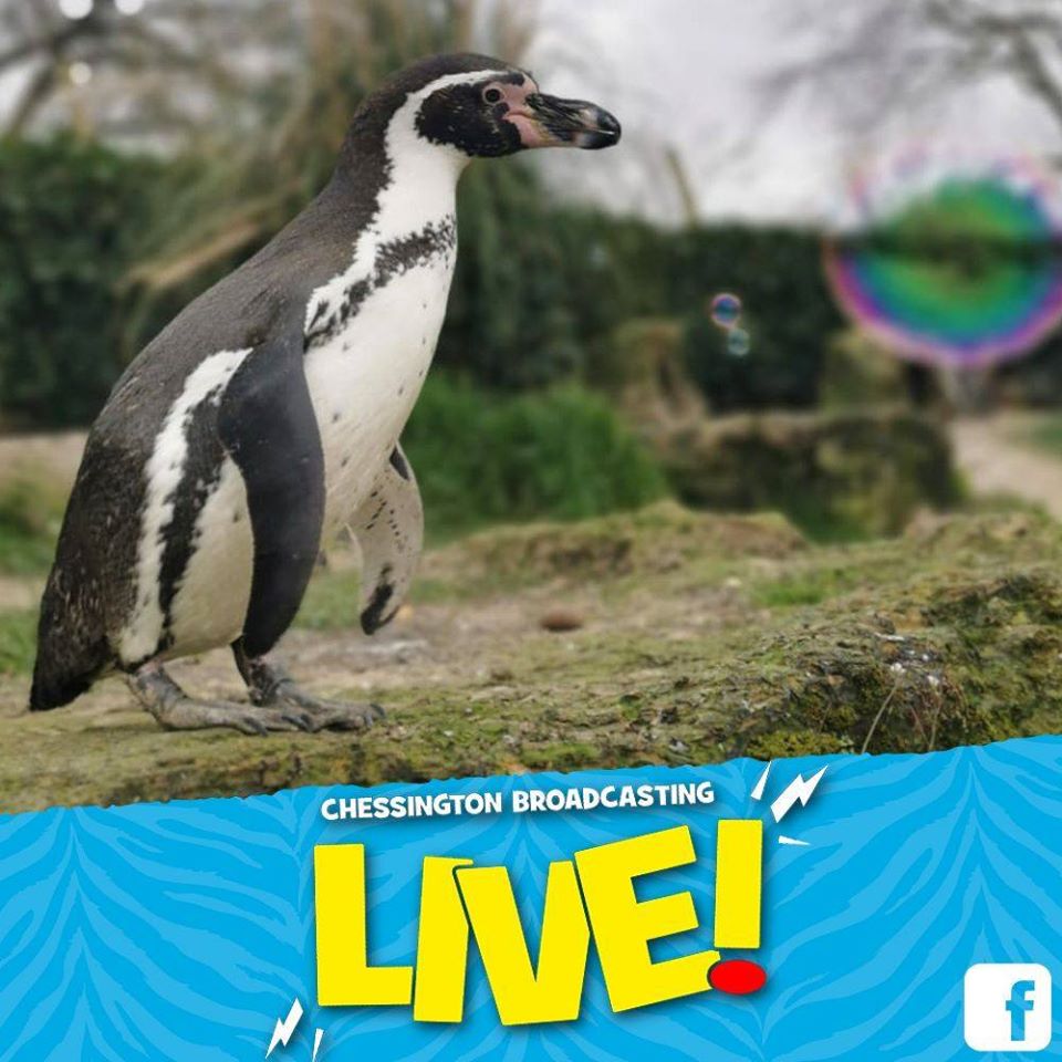 Penguin Facebook Live